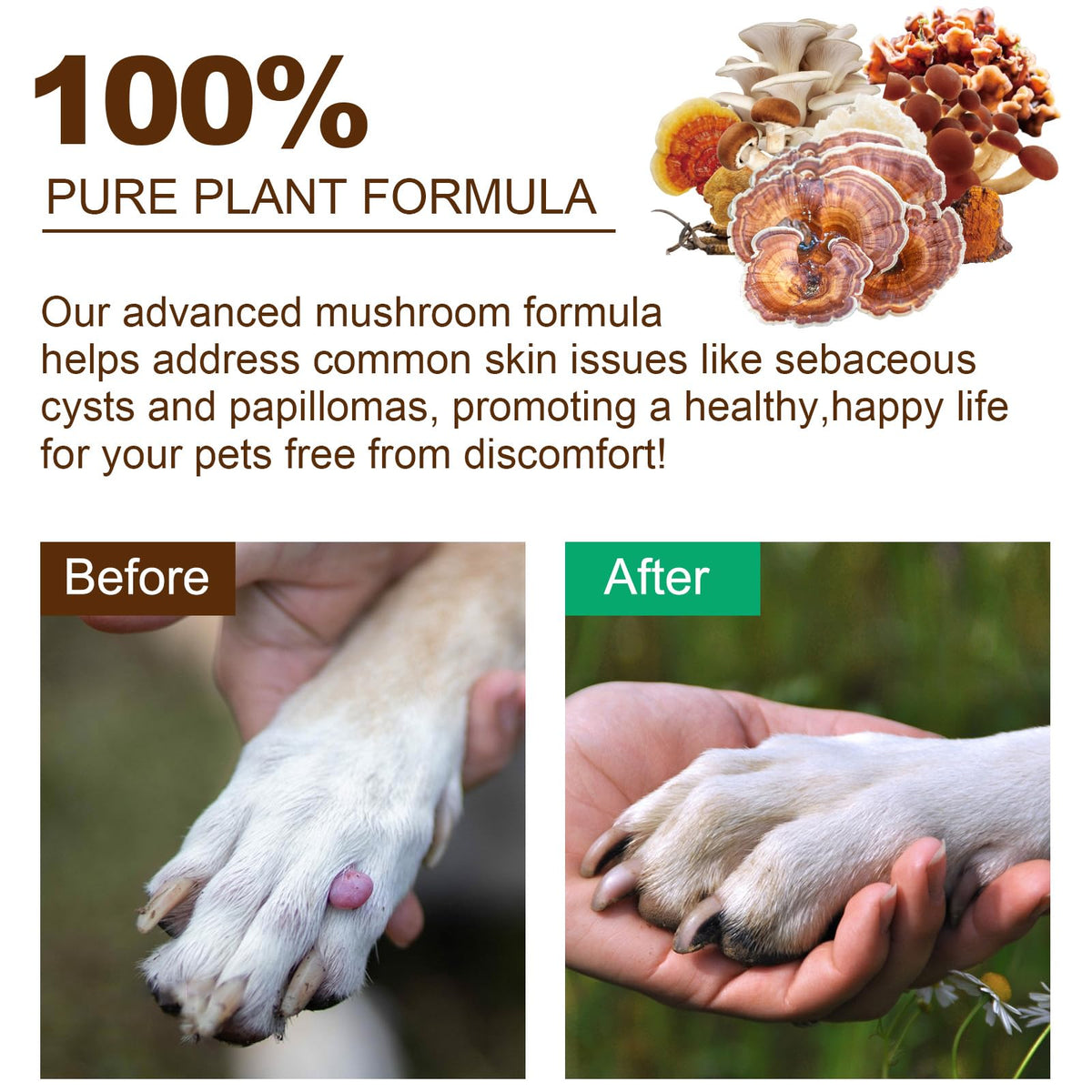 Mushroom Supplement Powder for Dogs & Cats, 11 Beneficial Mushroom Complex for Immune Support, Cellular Protection, Heart & Brain Health Lion's Mane, Reishi & Turkey Tail, Bacon Flavor - 120g