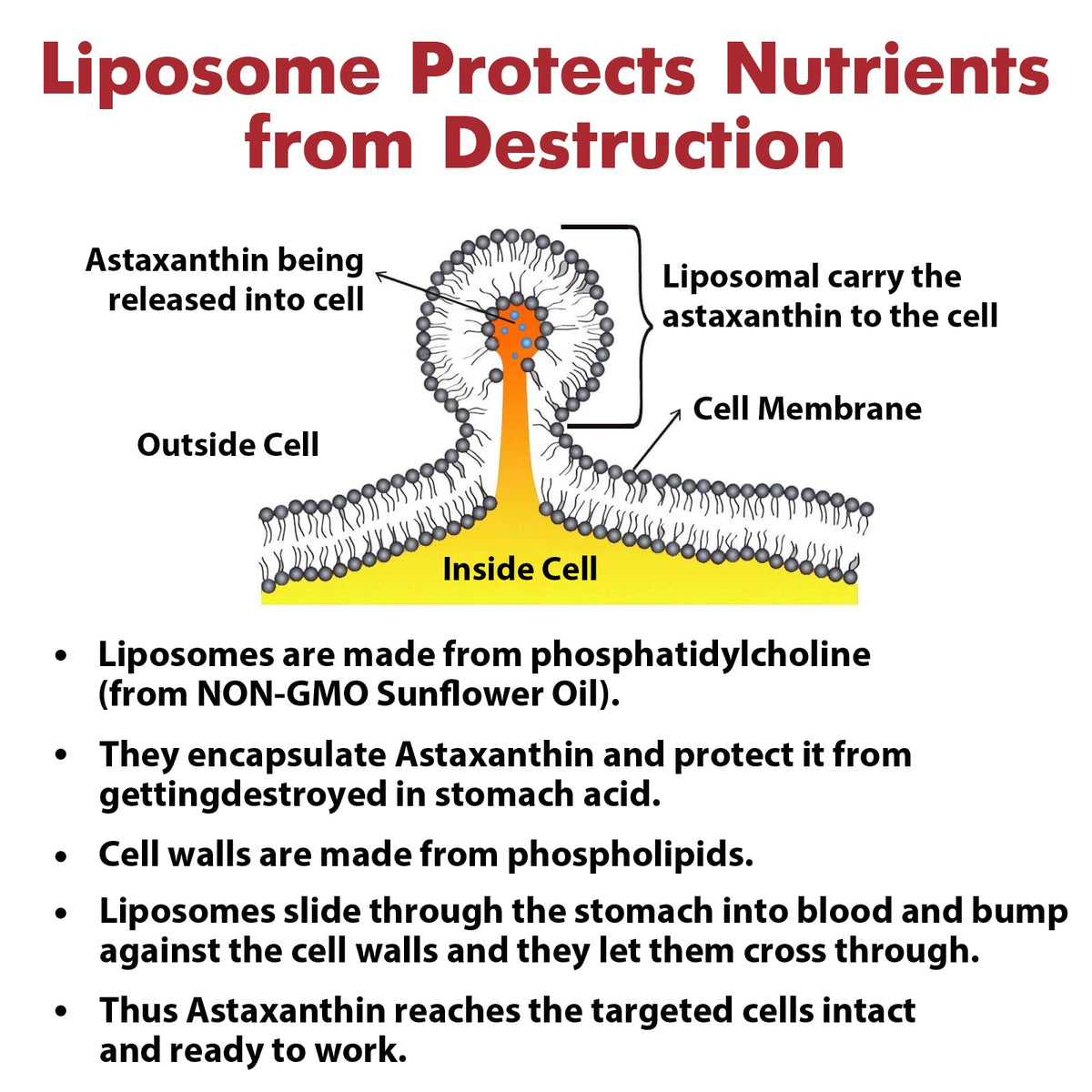 Liposomal Astaxanthin Supplement 24 MG, Maximum Absorption, Antioxidant Stronger Than VIT C, Non-GMO & Gluten Free - 60 Softgels(2 Months Supply)
