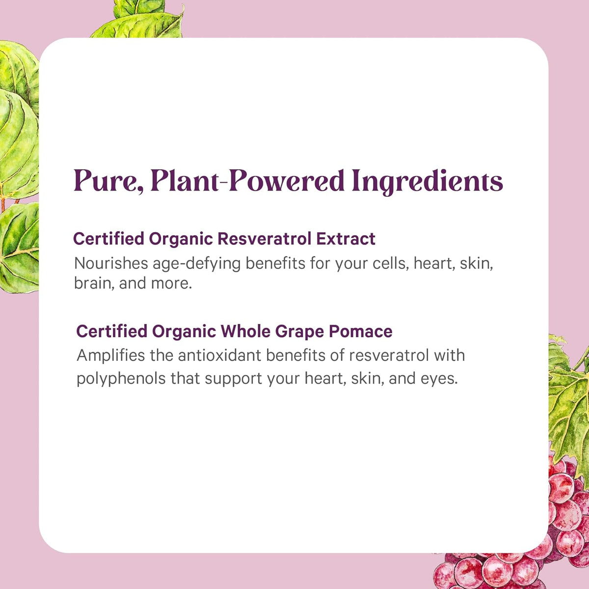 PURE SYNERGY SuperPure Resveratrol Extract | Organic Resveratrol Supplement | Antioxidant Trans-Resveratrol Extract with Grape Polyphenols | for Healthy Aging, Heart, and Skin Health (60 Capsules)