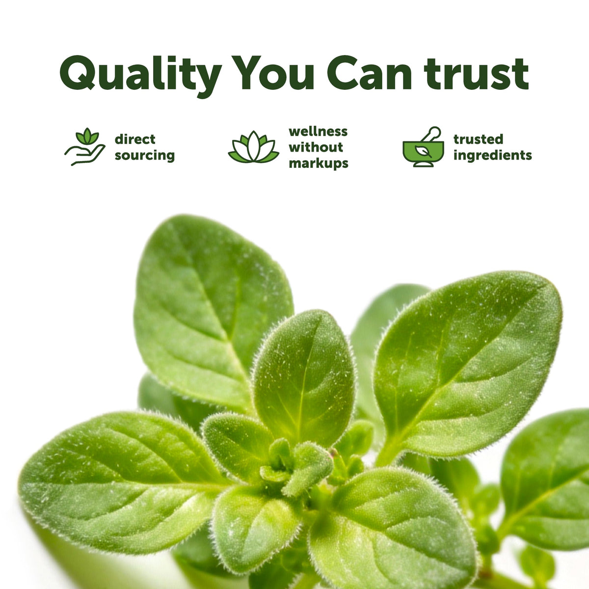 Micro Ingredients Oil of Oregano with Black Seed Oil, 300 Softgels | Naturally Occurring Carvacrol & Thymoquinone. 2-in-1 Oregano Oil Supplement. Non-GMO, Gluten Free, 3rd Party Tested.