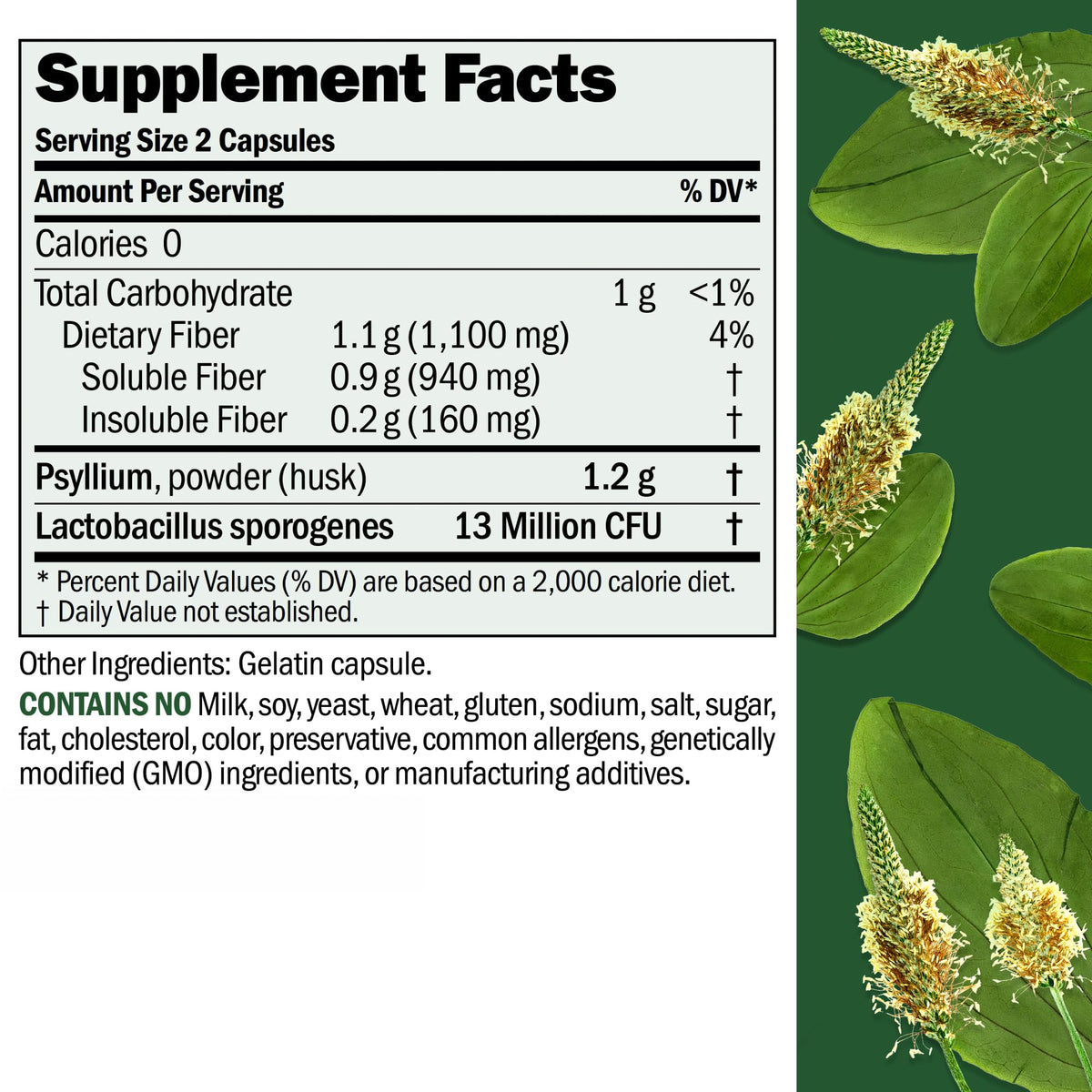 Andrew Lessman ProCaps Fibermucil Psyllium Husk Fiber 180 Capsules | Psyllium Husk Powder with Soluble & Insoluble Fiber plus Lactobacillus Sporogenes. No additives. Easy-to-swallow capsules.
